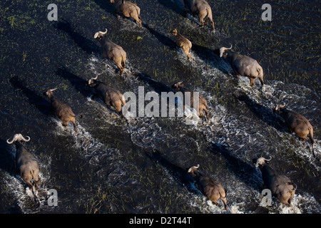 Ruée de buffle, Okavango Delta, Botswana, vier, quatre, vitesse, dynamique Banque D'Images