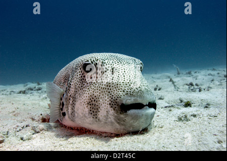 Arothron stellatus poisson-globe (Star), Komodo, Indonésie, Asie du Sud, Asie Banque D'Images