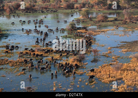Vue aérienne de troupeau de bisons au Botswana de l'Okavango Banque D'Images