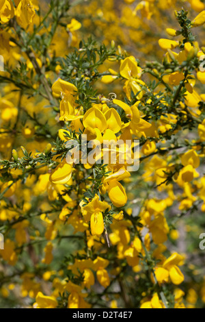 Balai jaune fleurs close up Banque D'Images