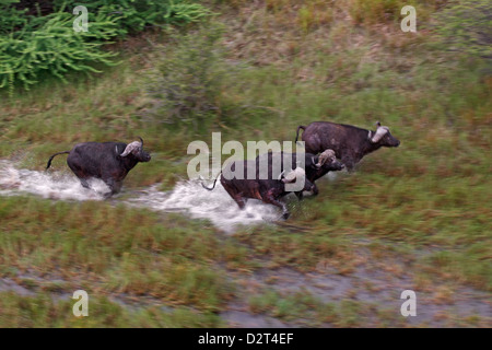 Ruée de buffle, Okavango Delta, Botswana, vier, quatre, vitesse, dynamique Banque D'Images