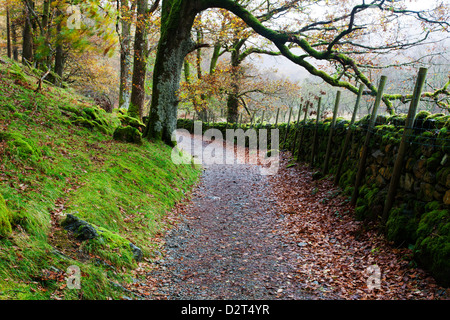 La voie entre forêt près de Grange, Borrowdale, Parc National de Lake District, Cumbria, Angleterre, Royaume-Uni, Europe Banque D'Images