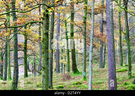 Pins dans un bois près de Grange, Borrowdale, Parc National de Lake District, Cumbria, Angleterre, Royaume-Uni, Europe Banque D'Images