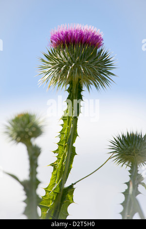 Silybum marianum - fleur de chardon Banque D'Images