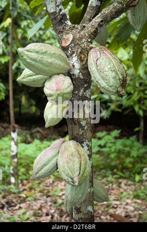 Theobroma cacao, fève de cacao, Vert l'objet. Banque D'Images