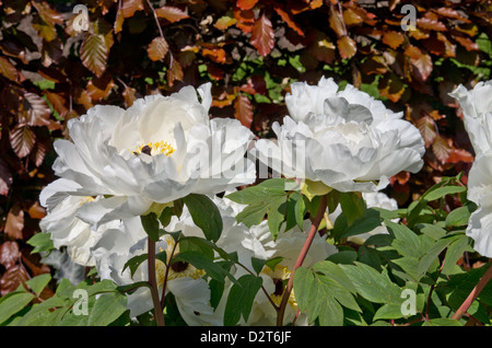 Pivoine arbustive Hakugan Banque D'Images