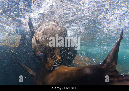 Les Galapagos (Arctocephalus galapagoensis) taureaux de combat simulé sous l'eau, l'île de Genovesa, îles Galapagos, Equateur Banque D'Images