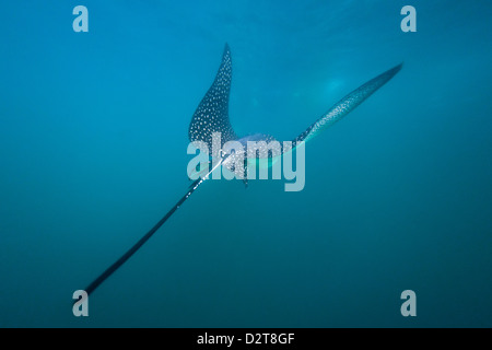 Spotted Eagle Ray (Aetobatus narinari) Leon Dormido, sous l'île, l'île de San Cristobal, îles Galapagos, Equateur Banque D'Images