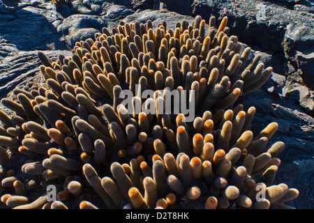 Cactus Brachycereus lave endémique (spp), l'île de Fernandina, îles Galapagos, en Équateur, Banque D'Images