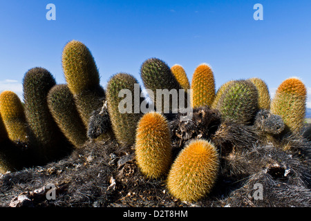 Cactus Brachycereus lave endémique (spp), l'île de Fernandina, îles Galapagos, en Équateur, Banque D'Images