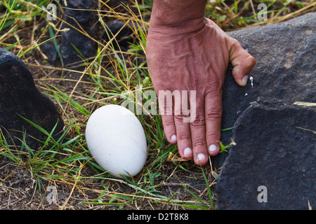 Albatros (Diomedea irrorata) oeuf, Espanola Island, îles Galapagos, Equateur, Amérique du Sud Banque D'Images