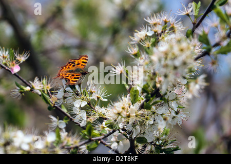 Comma butterfly (Polygonia c-album) se nourrissant de tree blossom Banque D'Images