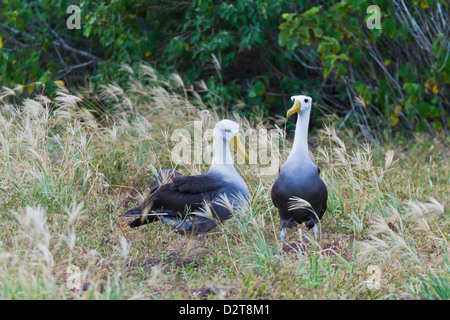 Albatros (Diomedea irrorata) parade nuptiale, Espanola Island, îles Galapagos, Equateur Banque D'Images