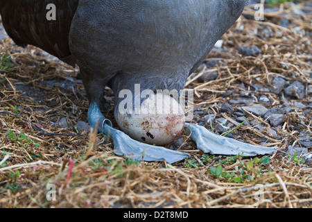 Albatros des adultes (Diomedea irrorata) avec un seul oeuf, Espanola Island, îles Galapagos, Equateur, Amérique du Sud Banque D'Images