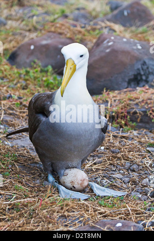 Albatros des adultes (Diomedea irrorata) avec un seul oeuf, Espanola Island, îles Galapagos, Equateur, Amérique du Sud Banque D'Images