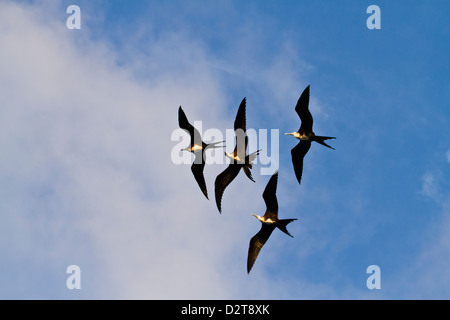 Magnifique frigatebirds (Fregata magnificens), Punta Pitt, San Cristobal Island, îles Galapagos, Equateur, Amérique du Sud Banque D'Images