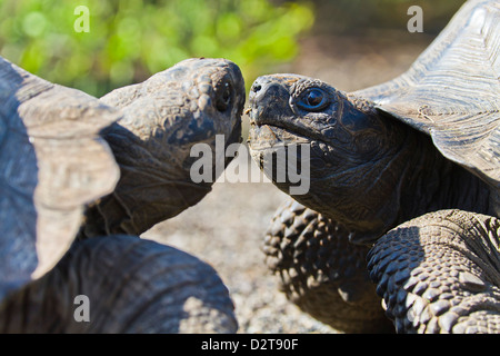 Galapagos tortue sauvage (Geochelone elephantopus), Urbina Bay, l'île Isabela, îles Galapagos, Equateur Banque D'Images