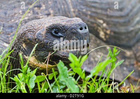 Galapagos tortue sauvage (Geochelone elephantopus), l'île de Santa Cruz, Galapagos, Equateur Banque D'Images