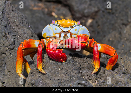 Sally Lightfoot crab (Grapsus grapsus), Cerro Dragon, l'île de Santa Cruz, Galapagos, Equateur, Amérique du Sud Banque D'Images