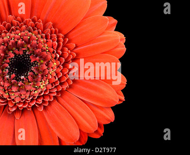 Marigold Flower rouge partie isolé sur fond noir Banque D'Images