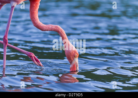 Flamant rose (Phoenicopterus ruber), Las Bachas, Santa Cruz Island, îles Galapagos, Equateur, Amérique du Sud Banque D'Images