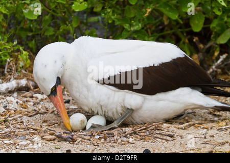 Nazca booby Sula (adultes grantii) sur les œufs, Punta Suarez, l'île de Santiago, îles Galapagos, Equateur, Amérique du Sud Banque D'Images