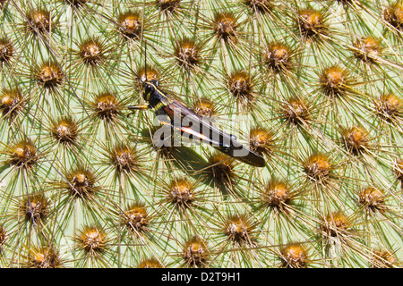 Criquet pèlerin (Schistocerca peint galapagoensis) le cactus opuntia endémique, Cerro Dragon, l'île de Santa Cruz, Galapagos, Equateur Banque D'Images