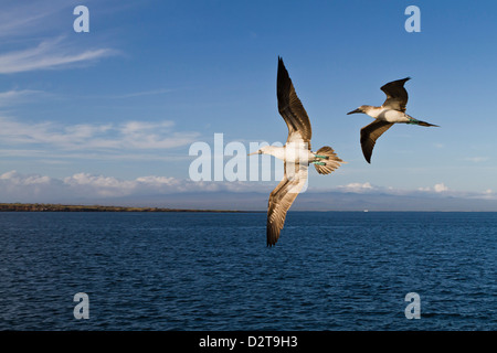 Fou à pieds bleus (Sula nebouxii), de l'île Seymour Nord, îles Galapagos, Equateur, Amérique du Sud Banque D'Images