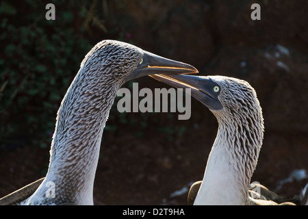 Fou à pieds bleus (Sula nebouxii), de l'île Seymour Nord, îles Galapagos, Equateur, Amérique du Sud Banque D'Images