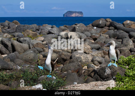 Fou à pieds bleus (Sula nebouxii), paire de l'île Seymour Nord, îles Galapagos, Equateur Banque D'Images