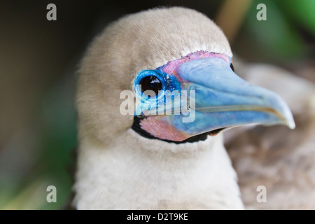 Morph foncé adultes à pieds rouges (Sula sula), l'île de Genovesa, îles Galapagos, Equateur, Amérique du Sud Banque D'Images