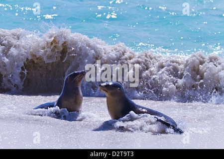 Le lion de mer Galapagos (Zalophus wollebaeki), Gardner Bay, Espanola Island, îles Galapagos, Equateur Banque D'Images