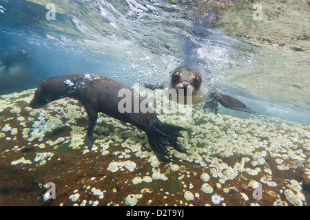 Le lion de mer Galapagos (Zalophus wollebaeki) sous l'eau, Guy Fawkes, îles Galapagos, Equateur, Amérique du Sud Banque D'Images