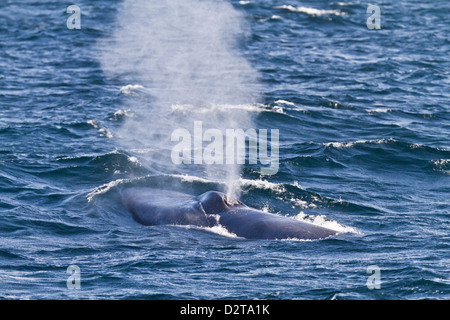 Des profils rorqual bleu (Balaenoptera musculus), le sud du golfe de Californie (Mer de Cortez), Baja California Sur, Mexique Banque D'Images