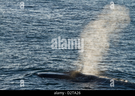 Des profils rorqual bleu (Balaenoptera musculus), le sud du golfe de Californie (Mer de Cortez), Baja California Sur, Mexique Banque D'Images