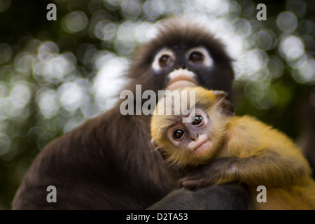 Un bébé Dusky Leaf Monkeys ou Langur Monkey curieusement à lunettes à la recherche à l'appareil photo de sa mère dans les genoux de la Thaïlande. Banque D'Images