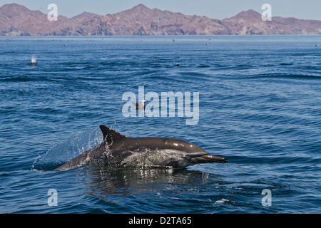 Dauphins communs à long bec (Delphinus capensis), Isla San Esteban, Golfe de Californie (Mer de Cortez), Baja California, Mexique Banque D'Images