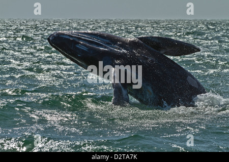 California baleine grise (Eschrichtius robustus) calf violer, San Ignacio Lagoon, Baja California Sur, au Mexique, en Amérique du Nord Banque D'Images