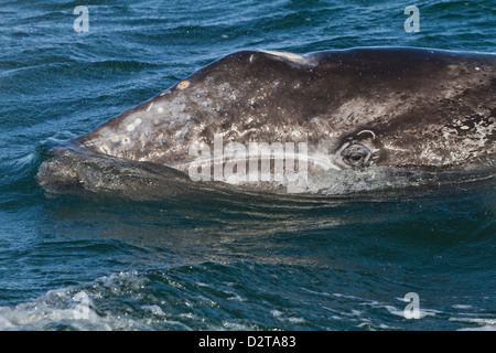 California baleine grise (Eschrichtius robustus), la lagune de San Ignacio, Baja California Sur, au Mexique, en Amérique du Nord Banque D'Images