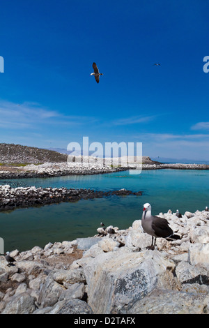 L'Heermann goélands argentés (Larus heermanni), Isla Rasa, Golfe de Californie (Mer de Cortez), au Mexique, en Amérique du Nord Banque D'Images