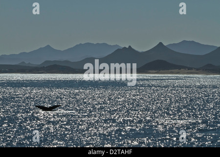 Baleine à bosse (Megaptera novaeangliae) la douve, Golfe de Californie (Mer de Cortez), Baja California Sur, au Mexique, en Amérique du Nord Banque D'Images