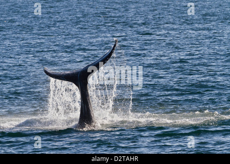 Baleine à bosse (Megaptera novaeangliae) tail slap, Golfe de Californie (Mer de Cortez), Baja California Sur, Mexique Banque D'Images