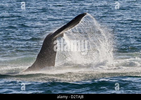 Baleine à bosse (Megaptera novaeangliae) tail slap, Golfe de Californie (Mer de Cortez), Baja California Sur, Mexique Banque D'Images