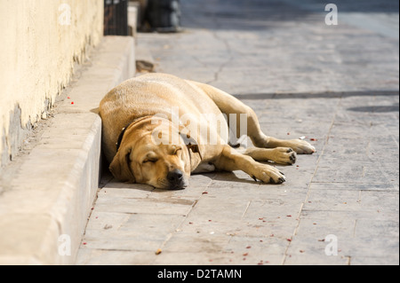 Sans-abri solitaire grand chien enceintes dormant sur le trottoir Banque D'Images