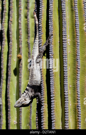 San Esteban'iguane sur cactus cardon, Isla San Esteban, Golfe de Californie (Mer de Cortez), Baja California, Mexique Banque D'Images