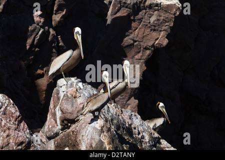 Des profils le pélican brun (Pelecanus occidentalis), Golfe de Californie (Mer de Cortez), Baja California, Mexique, Amérique du Nord Banque D'Images