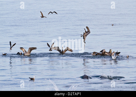 Le Pélican brun (Pelecanus occidentalis) Plongez-plongée, Golfe de Californie (Mer de Cortez), Baja California, Mexique Banque D'Images