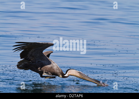 Des profils Pélican brun (Pelecanus occidentalis) Plongez-plongée, Golfe de Californie (Mer de Cortez), Baja California, Mexique Banque D'Images