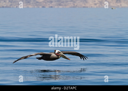 Des profils Pélican brun (Pelecanus occidentalis), Golfe de Californie (Mer de Cortez), Baja California, Mexique, Amérique du Nord Banque D'Images