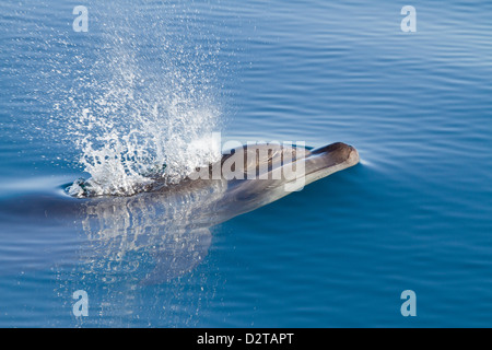 Grand dauphin, Isla San Pedro Martir, Golfe de Californie (Mer de Cortez), Baja California Norte, Mexique Banque D'Images